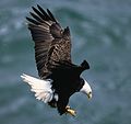 Bald eagle landing.jpg